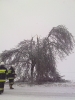 Powalone drzewa w Psarach i okolicy :: 